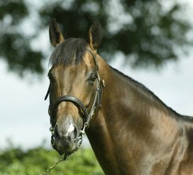 PML00038055.jpg 15 September 2004; ACCLAMATION at Rathbarry Stud. © Peter Mooney, 6, Cumberland Street, Dun Laoghaire, Co. Dublin, Ireland. Tel: 00 353 (0)86 2589298