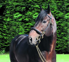PML 00 13 September 2012; Lilbourne Lad at Rathbarry Stud. © Peter Mooney, 6, Cumberland Street, Dun Laoghaire, Co. Dublin, Ireland. Tel: 00 353 (0)86 2589298