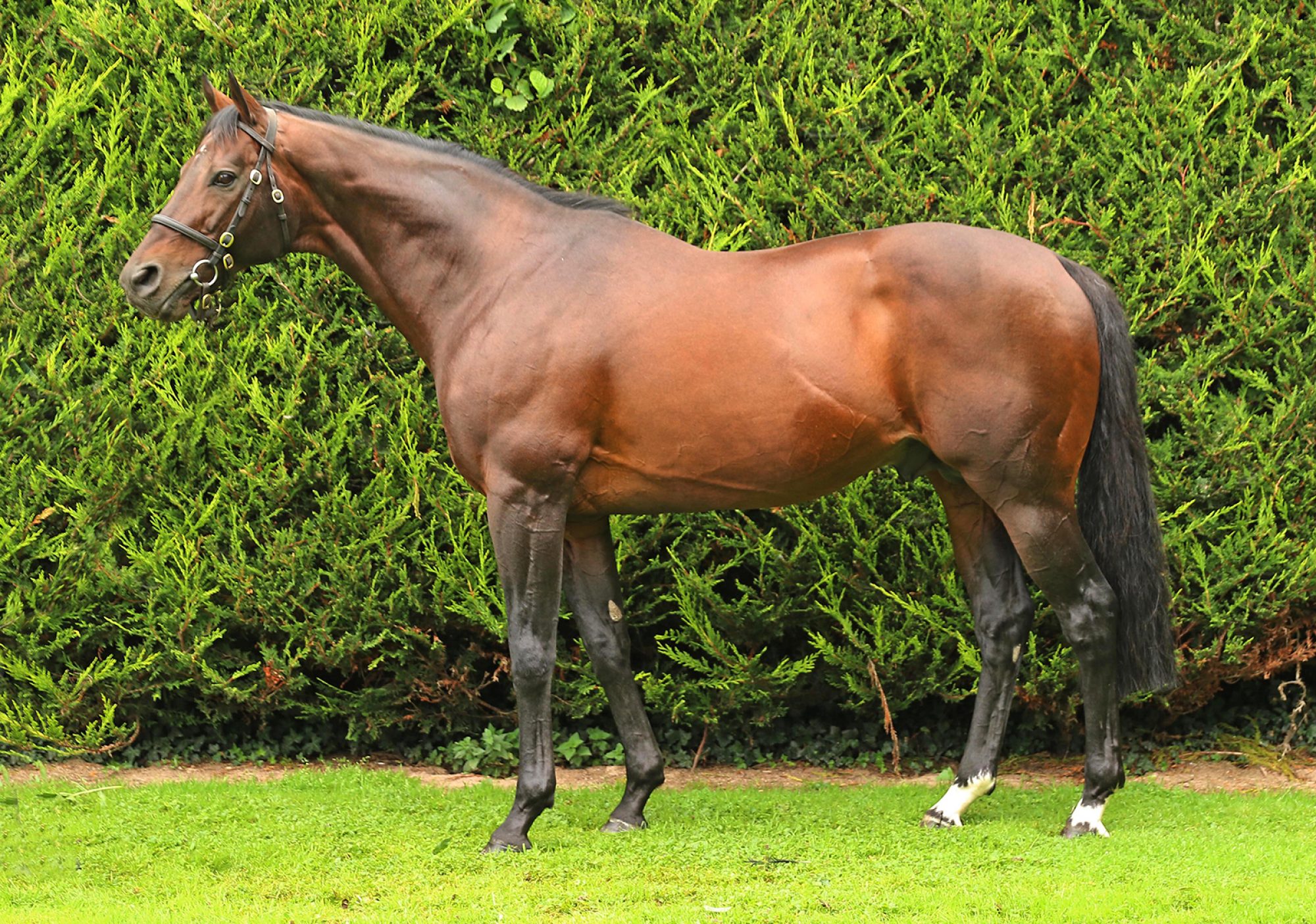 Shirocco-17 29 August 2017; Shirocco at Rathbarry Stud. © Peter Mooney, 6, Cumberland Street, Dun Laoghaire, Co. Dublin, Ireland. Tel: 00 353 (0)86 2589298