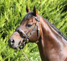 PML 00 8 September 2014 Shirocco at Rathbarry Stud. © Peter Mooney, 6, Cumberland Street, Dun Laoghaire, Co. Dublin, Ireland. Tel: 00 353 (0)86 2589298